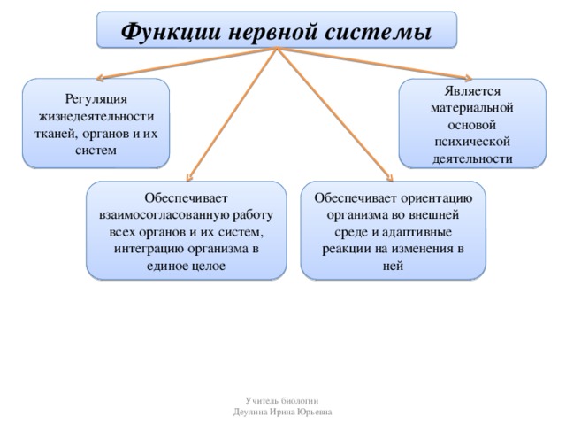 Презентация на тему нервная система 8 класс биология