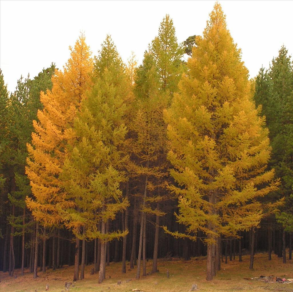 Пихта осень. Лиственница Сибирская Larix sibirica. Лиственница Сибирская (Larix sibirica Ledeb.). Лиственница Сибирская Бригантина. Лиственница европейская обыкновенная.