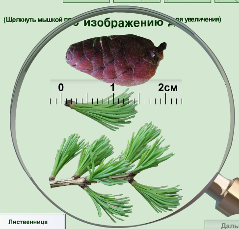Изучение внешнего строения шишек. Лиственница строение хвои и шишек. Лиственница строение хвои и шишки. Строение шишки и хвои. Хвоинка лиственницы строение.