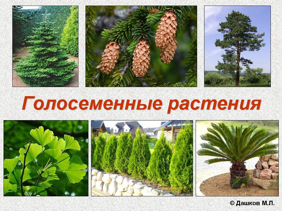 Голосеменные растения картинки