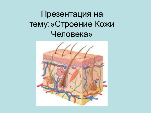 Строение кожи и функции кожи 8 класс презентация