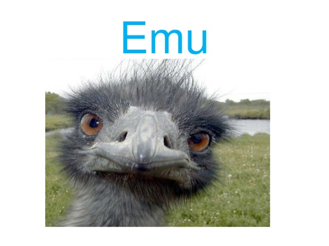 Emu