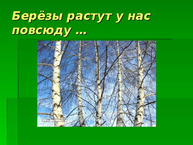 Где растут березки. Где растут березы. Как растет береза. Березы растут везде. Что растет на Березе.