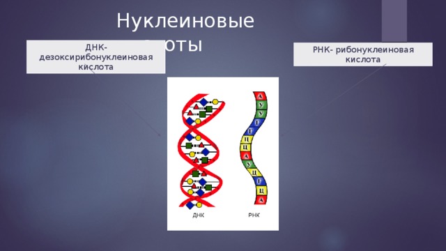 Рибонуклеиновая Кислота Купить В Аптеке