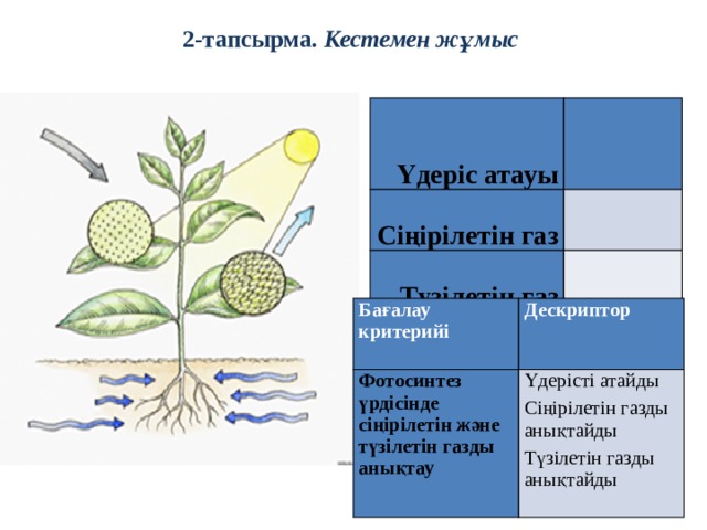 2-тапсырма. Кестемен жұмыс         Үдеріс атауы Сіңірілетін газ    Түзілетін газ       Бағалау критерийі Фотосинтез үрдісінде сіңірілетін және түзілетін газды анықтау   Дескриптор   Үдерісті атайды   Сіңірілетін газды анықтайды Түзілетін газды анықтайды  