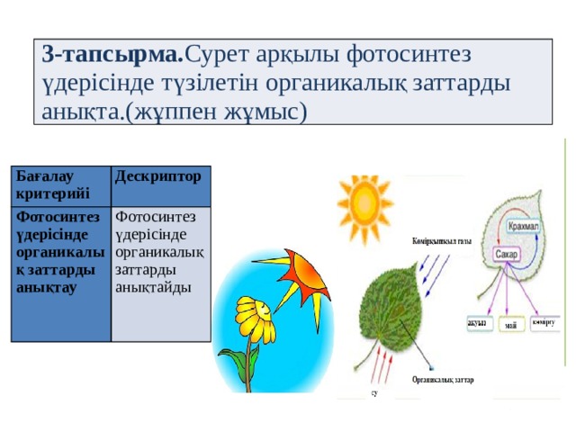 3-тапсырма. Сурет арқылы фотосинтез үдерісінде түзілетін органикалық заттарды анықта.(жұппен жұмыс) Бағалау критерийі Дескриптор Фотосинтез үдерісінде органикалық заттарды анықтау   Фотосинтез үдерісінде органикалық заттарды анықтайды  