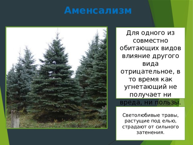 Тип ели. Светолюбивые травы растущие под елью. Аменсализм примеры. Примеры аменсализма в природе. Аменсализм ель.