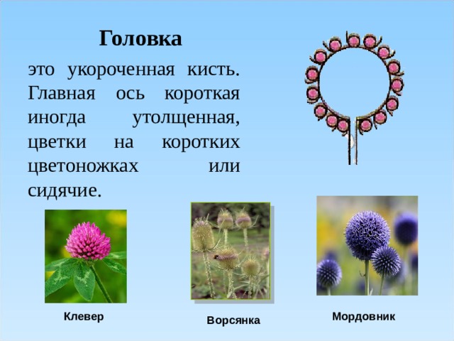 Выберите соцветие головка. Соцветие головка. Цветы с соцветием головка.