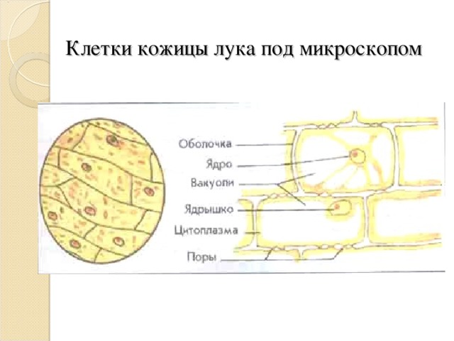 Клетки кожицы лука под микроскопом