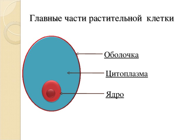 Главные части растительной клетки Оболочка Цитоплазма Ядро