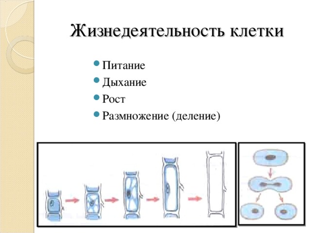 Жизнедеятельность клетки