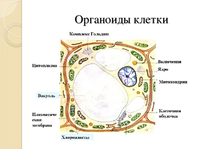 Органоиды клетки