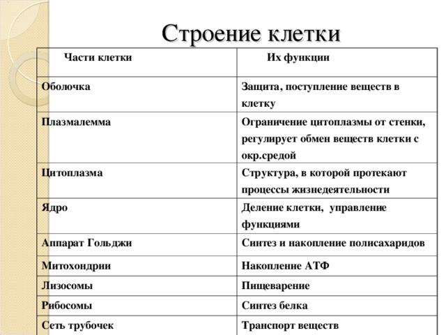 Строение клетки  Части клетки  Их функции Оболочка Защита, поступление веществ в клетку Плазмалемма Ограничение цитоплазмы от стенки, регулирует обмен веществ клетки с окр.средой Цитоплазма Структура, в которой протекают процессы жизнедеятельности Ядро Деление клетки, управление функциями Аппарат Гольджи Синтез и накопление полисахаридов Митохондрии Накопление АТФ Лизосомы Пищеварение Рибосомы Синтез белка Сеть трубочек Транспорт веществ