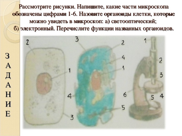 Рассмотрите рисунки. Напишите, какие части микроскопа обозначены цифрами 1-6. Назовите органоиды клетки, которые можно увидеть в микроскоп: а) светооптический;  б) электронный. Перечислите функции названных органоидов. З А Д А Н И Е