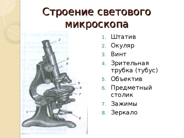 Строение светового микроскопа